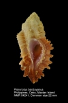 Pterynotus barclayanus