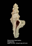 Pterynotus bipinnatus