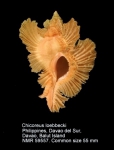 Chicoreus loebbeckei