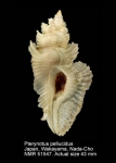 Pterynotus pellucidus