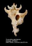 Purpurellus gambiensis