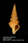 Pseudomelatomidae