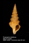Pyrgospira obeliscus