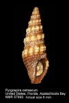 Pyrgospira ostrearum