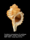 Ranularia cynocephalum