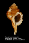 Ranularia cynocephalum