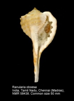 Ranularia oboesa