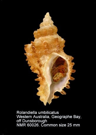 Rolandiella umbilicata