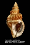 Cymatiidae