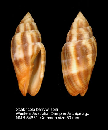 Scabricola barrywilsoni