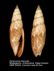 Swainsonia fissurata