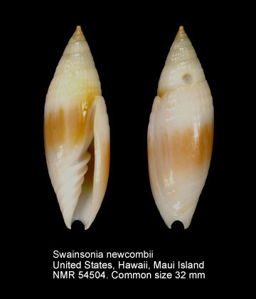 Swainsonia newcombii