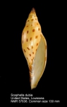Scaphella (Aurinia) dubia