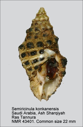 Semiricinula konkanensis