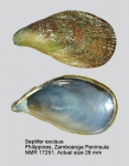 Septifer excisus