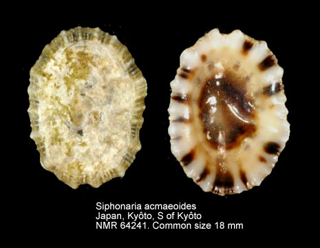 Siphonaria acmaeoides