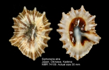 Siphonaria atra