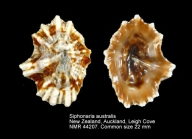 Siphonaria australis