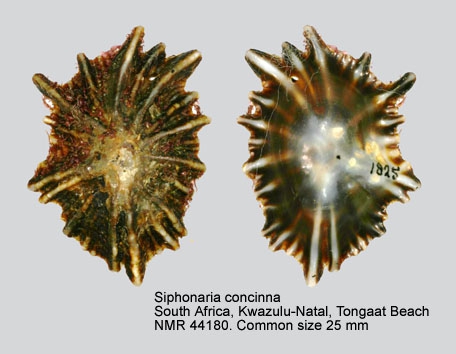 Siphonaria concinna