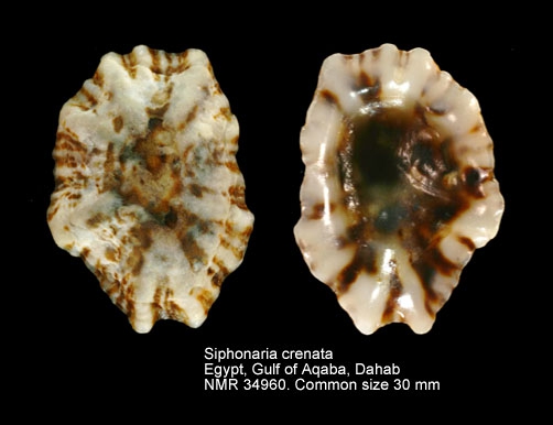 Siphonaria crenata