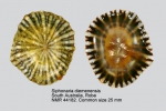 Siphonaria diemenensis