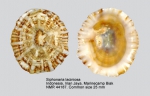 Siphonaria laciniosa