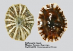 Siphonaria maura