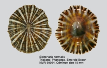 Siphonaria normalis