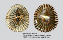 Siphonaria oculus
