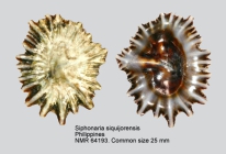 Siphonaria siquijorensis