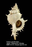 Siratus pliciferoides