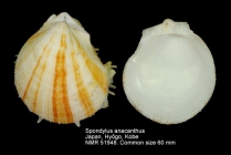 Spondylus anacanthus