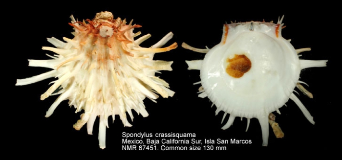Spondylus crassisquama