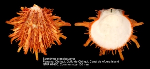 Spondylus crassisquama