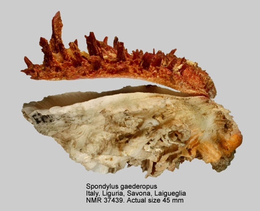 Spondylus gaederopus