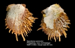 Spondylus versicolor