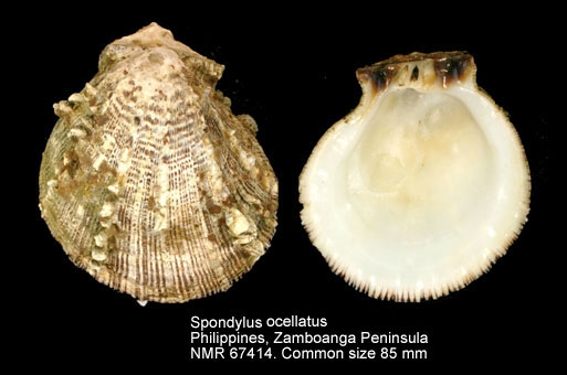 Spondylus ocellatus