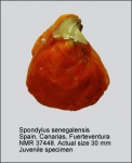 Spondylus senegalensis