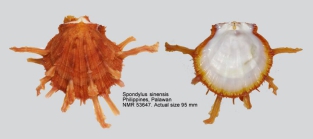 Spondylus sinensis