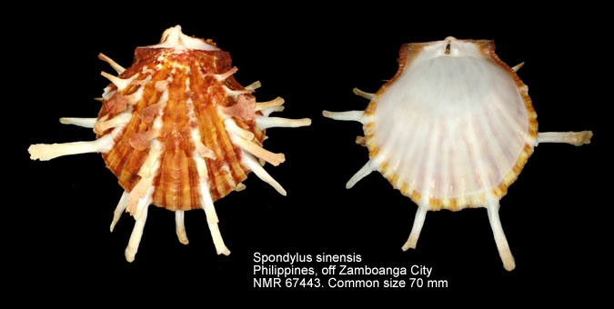 Spondylus sinensis