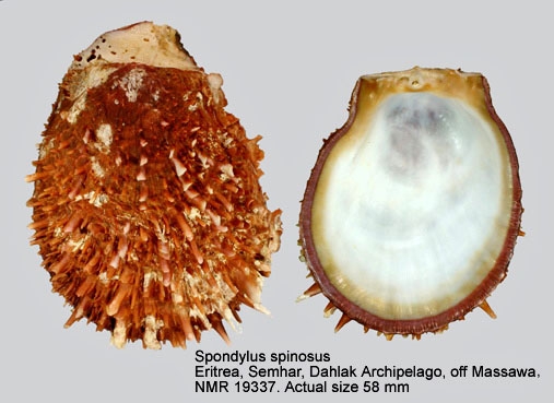 Spondylus spinosus