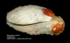 Spondylus varius