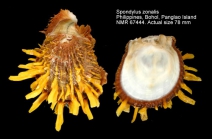 Spondylus zonalis