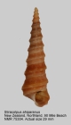 Stiracolpus ahiparanus