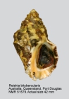 Reishia bitubercularis