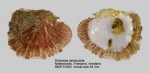 Striostrea denticulata