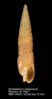 Strioterebrum caliginosum