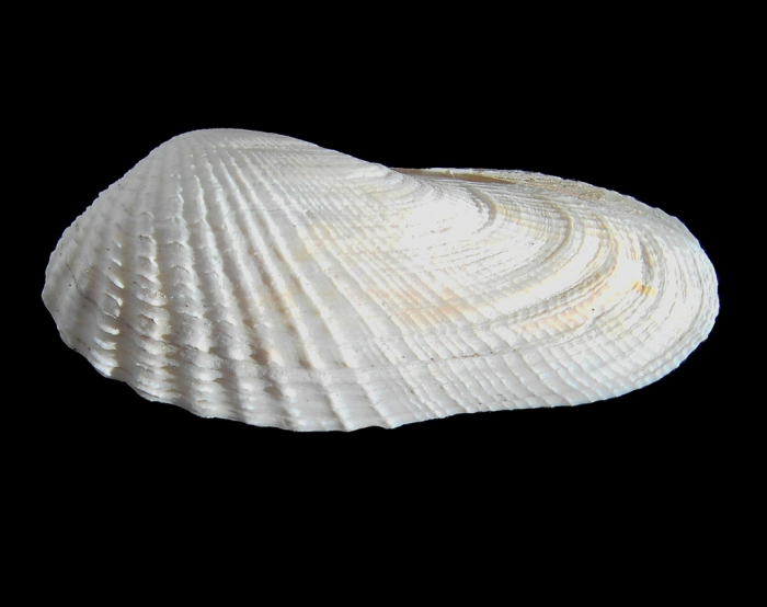 Petricola pholadiformis Lamarck, 1818