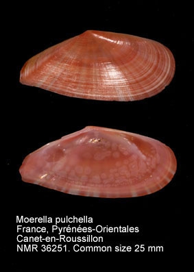 Moerella pulchella