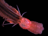Phyllodoce (Anaitides) lineata (Clapare, 1870)